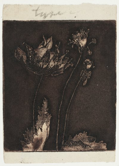 Derniers coquelicots - Theodore Roussel
