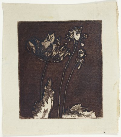 Derniers Coquelicots - Theodore Roussel