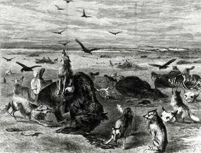 Massacre de bisons sur les plaines, de Harpers Weekly 1872 - Theodore Russell Davis