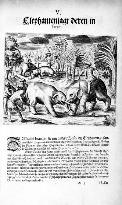 Éléphants se battant, 1606 - Theodore de Bry