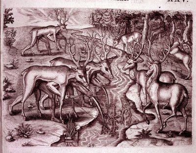 Indiens utilisant des peaux de cerf pour chasser d