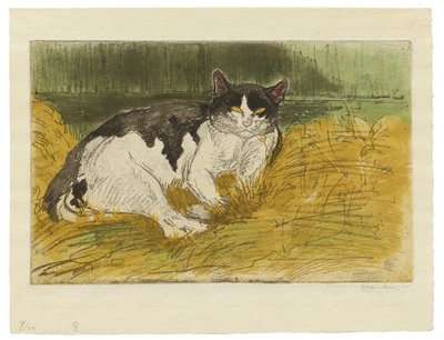 Vieux chat noir et blanc dans l