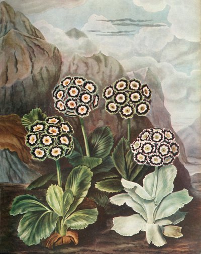 Auricules, vers 1802-1821, 1948 - Thomas Baxter