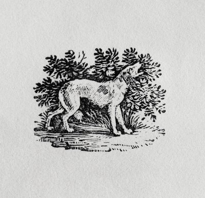 Un chien de 