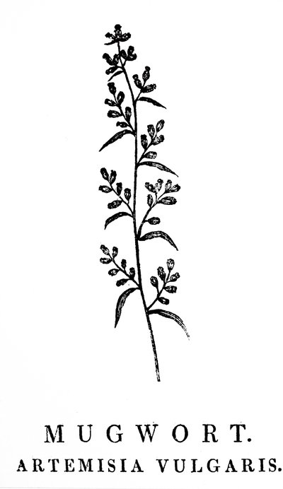 Gravure sur bois représentant une branche d