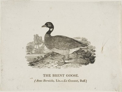 Bernache cravant - Thomas Bewick