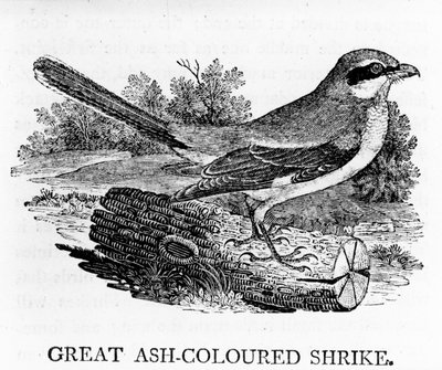 Grande Pie-grièche grise, illustration de 