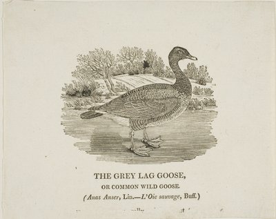 Grey Lag Goose - Thomas Bewick