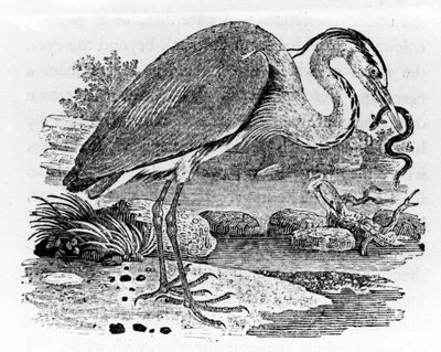 Héron, illustration de 