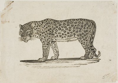 Léopard - Thomas Bewick