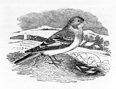 Bruant fauve, illustration de 