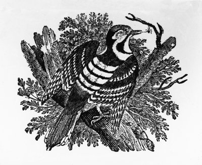 Le pic barré, illustration de 