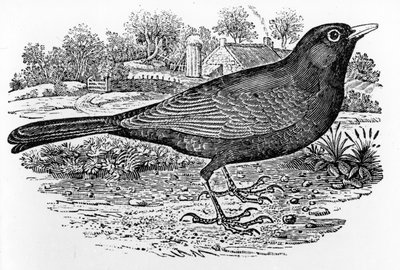 Le Merle, illustration de 