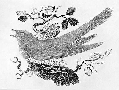 Le Coucou (Cuculus canorus) de 