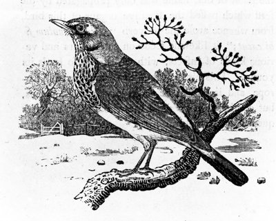 Le Grive, illustration de 