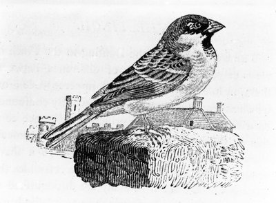 Le Moineau Domestique, illustration de 
