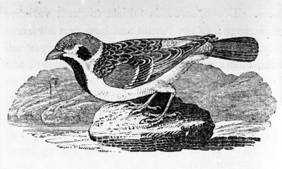 Le Moineau des montagnes, illustration de 