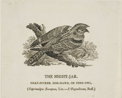 Le bocal de nuit - Thomas Bewick