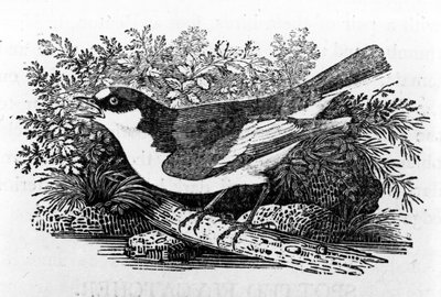 Le Gobemouche noir, illustration de 