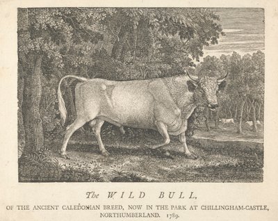Le Taureau sauvage, de l
