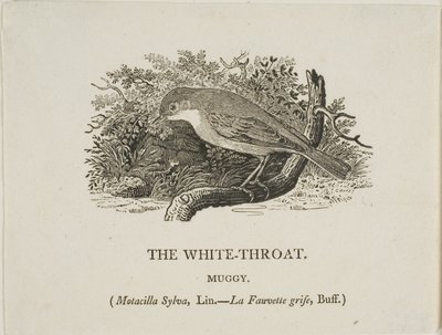 Gorge blanche (oiseau) - Thomas Bewick