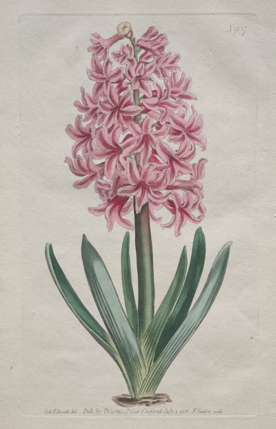 Le magazine botanique ou le jardin de fleurs exposé : Jacinthe de jardin - Thomas Curtis