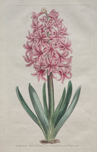 Le Magazine Botanique ou Jardin de Fleurs Exposé : Jacinthe de jardin, 1806 - Thomas Curtis