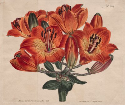 Le magazine botanique ou le jardin de fleurs exposé : Lis orange à ombelles - Thomas Curtis