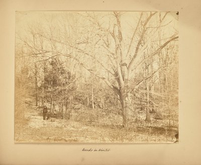 Les bois en hiver - Thomas E. Jevons