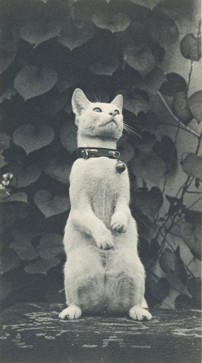 Chat dans la cour d
