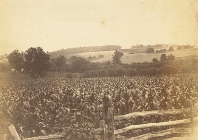 [Champ de maïs, Avondale, PA] - Thomas Eakins
