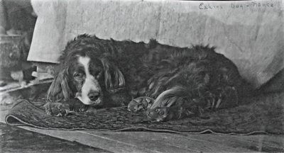 Le chien Harry d