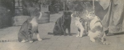 Quatre chats, vers 1895 - Thomas Eakins