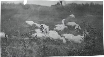 Oies sur le site de réparation du filet, Gloucester, N.J., 1881 - Thomas Eakins
