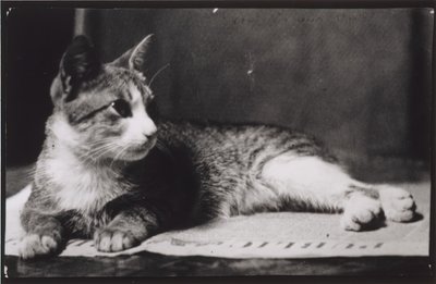 Le chat de Mrs. Thomas Eakins - Thomas Eakins