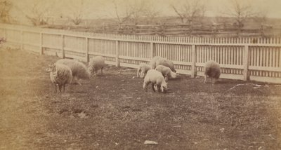[Moutons dans un pâturage de la ferme d