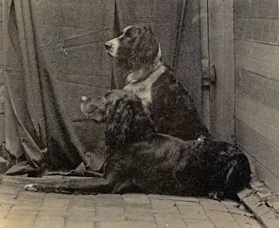 Chiens de Thomas Eakins, 1884 - Thomas Eakins