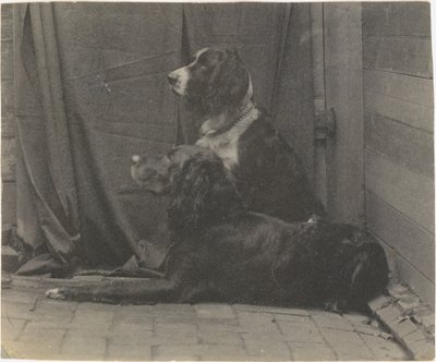 [Le chien Harry de Thomas Eakins et un autre setter] - Thomas Eakins