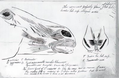 Étude Anatomique Sans Titre de la Tête d