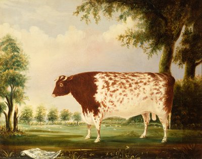 Mina, un taureau Shorthorn de quatre ans dans un pré - Thomas Freebairn Wilson