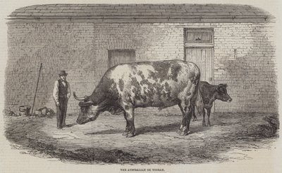 Le bœuf australien Tooran - Thomas Harrington Wilson
