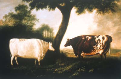 Deux bovins Shorthorn - Thomas Harrington Wilson