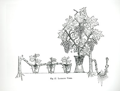 Couches de vignes, de 