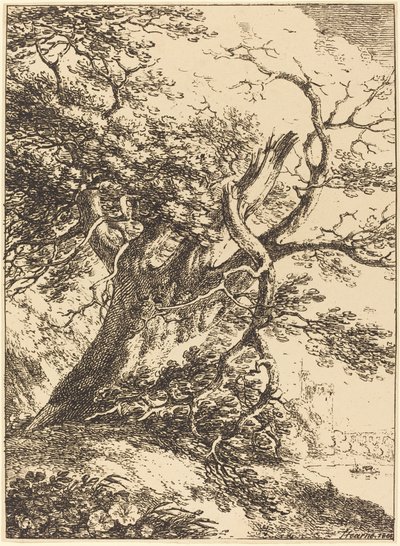 Vieil arbre - Thomas Hearne