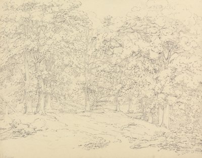 Arbres dans le parc d