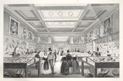 Musée britannique, galerie zoologique, de 