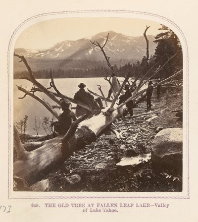 Le vieil arbre au lac Fallen Leaf - Thomas Houseworth