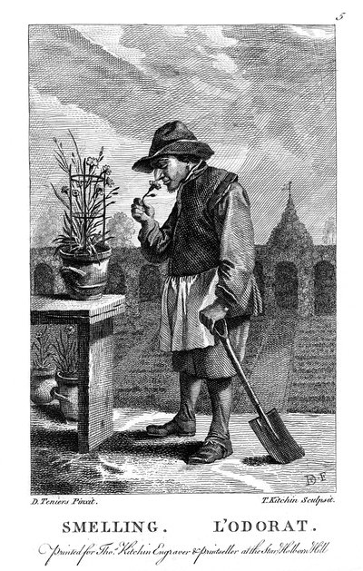 Jardinier sentant un œillet ou un œillet rose, vers 1750 - Thomas Kitchin