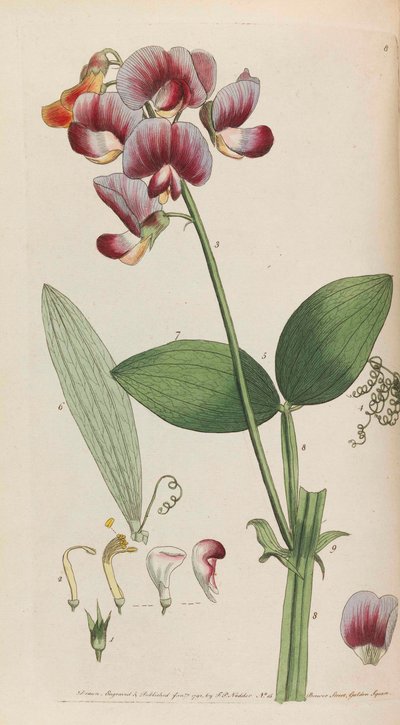 Flora rustica, 1792 - Thomas Martyn