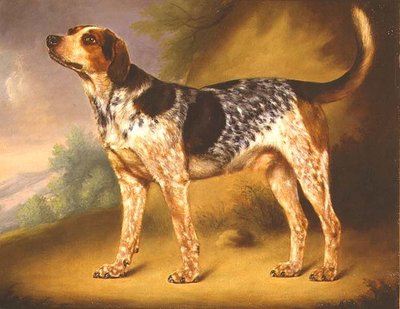 Le chien 